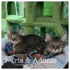 Iris (Bonded with Adonis) photo 4