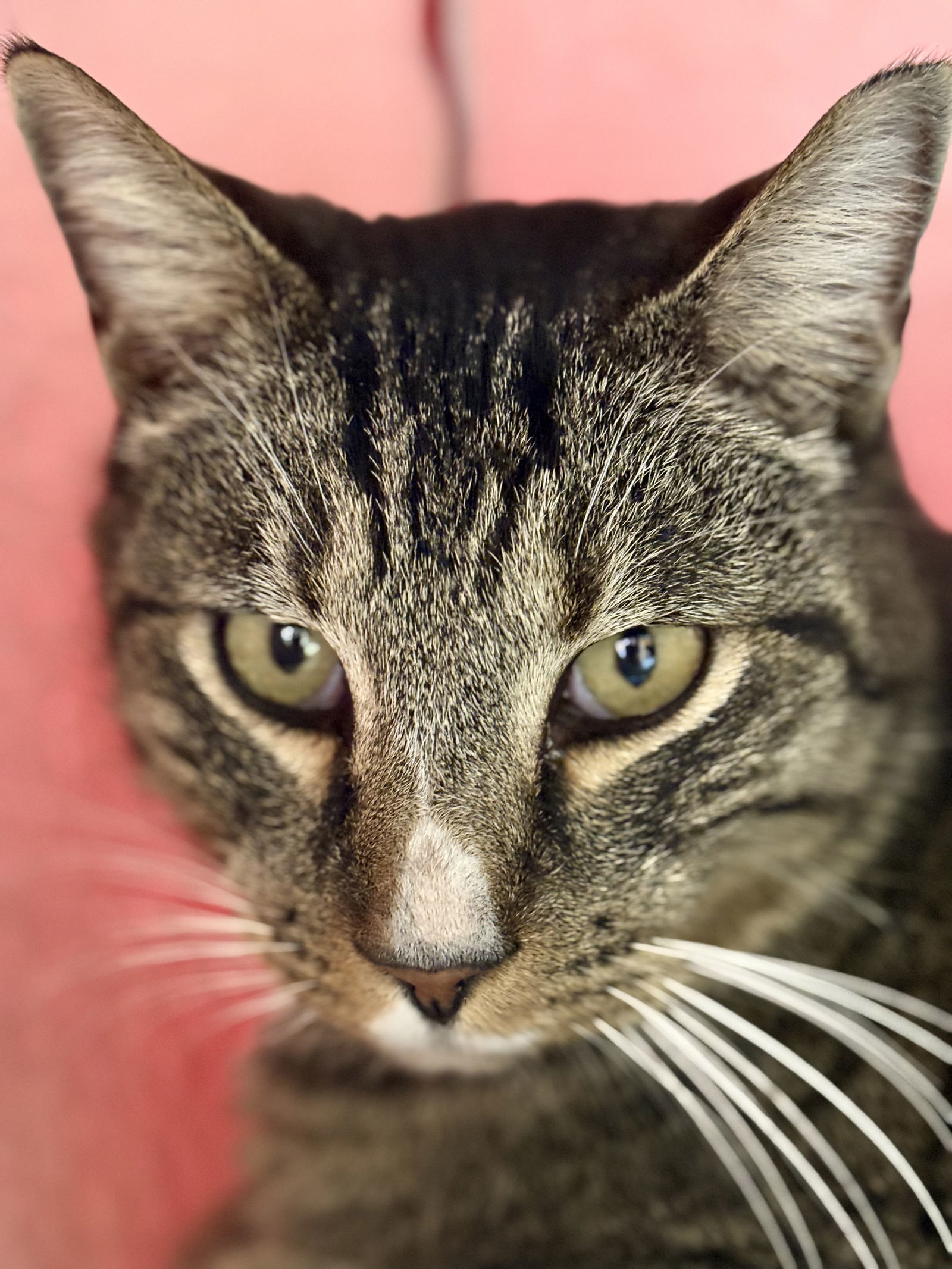 Rikko, an adoptable Domestic Short Hair in Evergreen, CO, 80437 | Photo Image 2