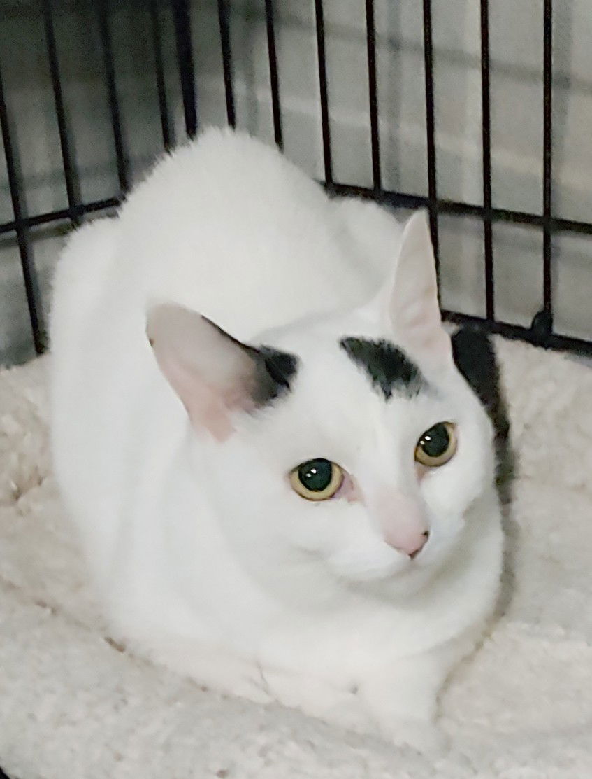 Benson