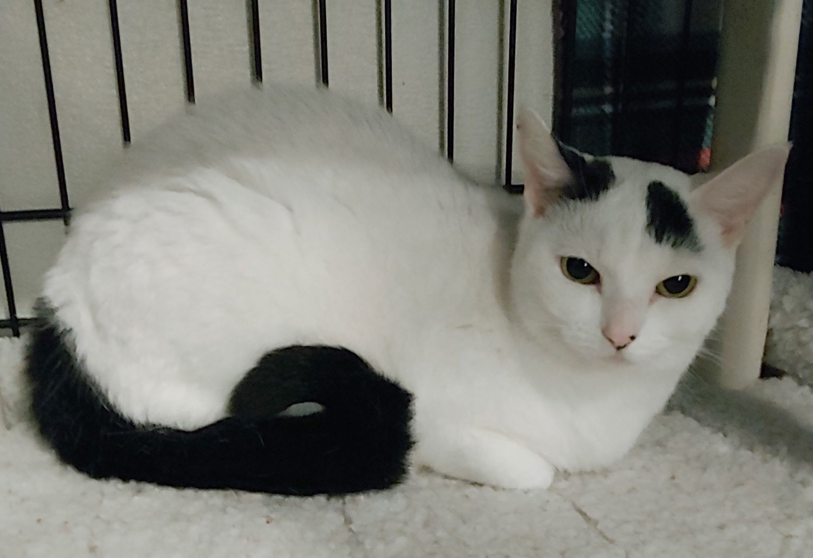 Benson