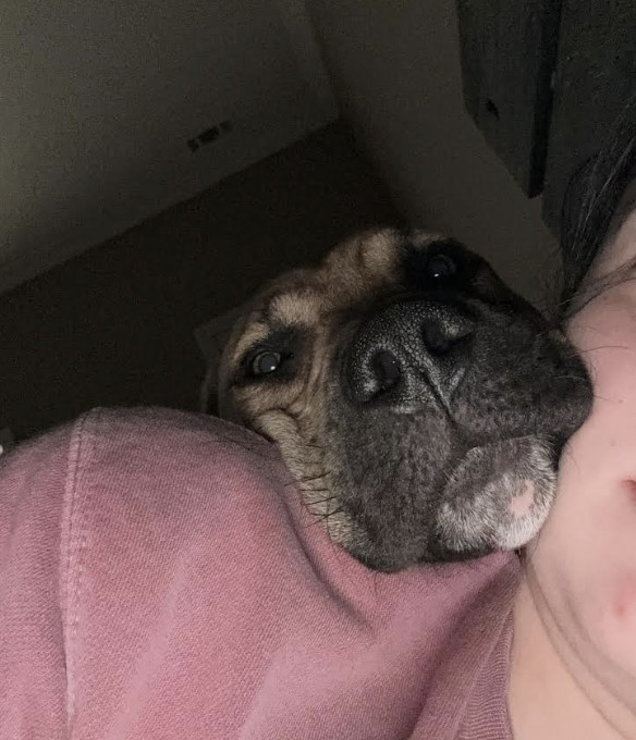 Cowboy, an adoptable Boxer, Bull Terrier in Williamsburg, NM, 87942 | Photo Image 2