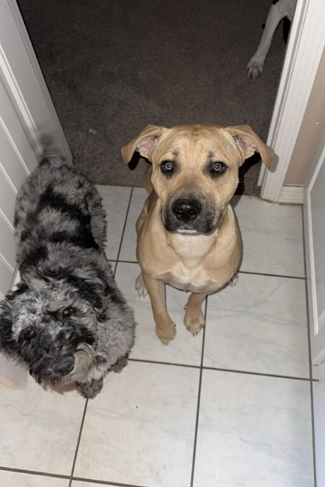 Cowboy, an adoptable Boxer, Bull Terrier in Williamsburg, NM, 87942 | Photo Image 4