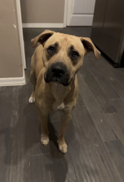Cowboy, an adoptable Boxer, Bull Terrier in Williamsburg, NM, 87942 | Photo Image 6