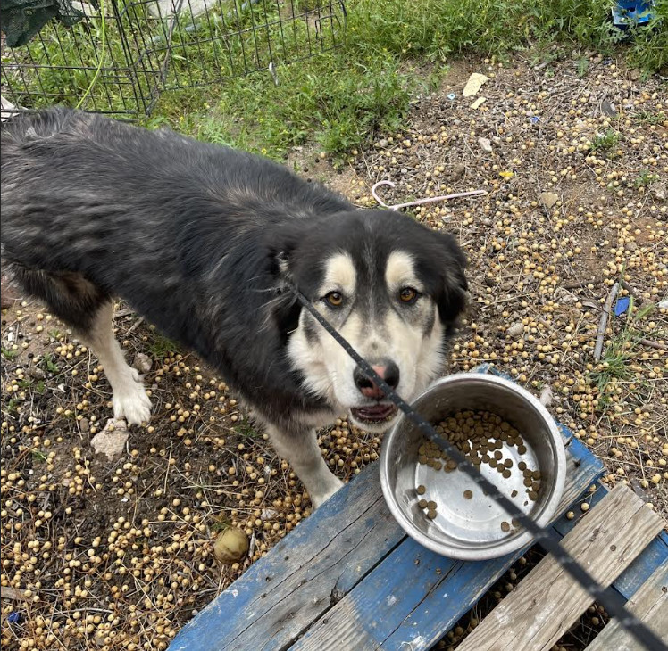 Ryju and Soot, an adoptable Mixed Breed in Williamsburg, NM, 87942 | Photo Image 2