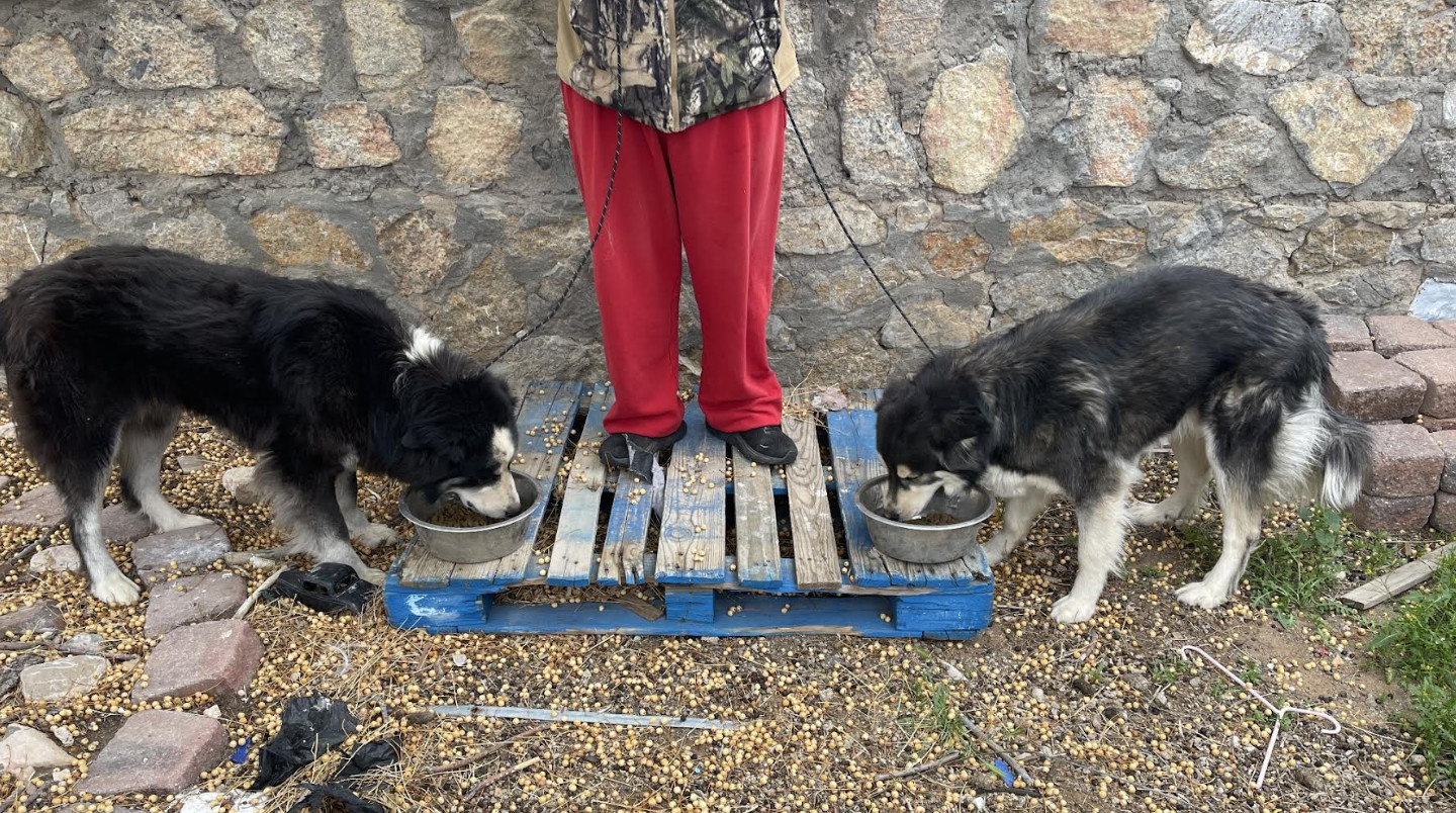 Ryju and Soot, an adoptable Mixed Breed in Williamsburg, NM, 87942 | Photo Image 4