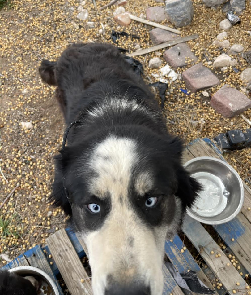 Ryju and Soot, an adoptable Mixed Breed in Williamsburg, NM, 87942 | Photo Image 6