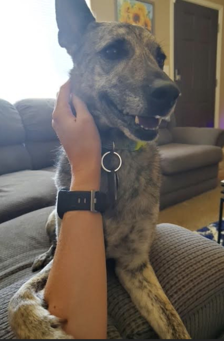 River, an adoptable Shepherd, Australian Cattle Dog / Blue Heeler in Williamsburg, NM, 87942 | Photo Image 2
