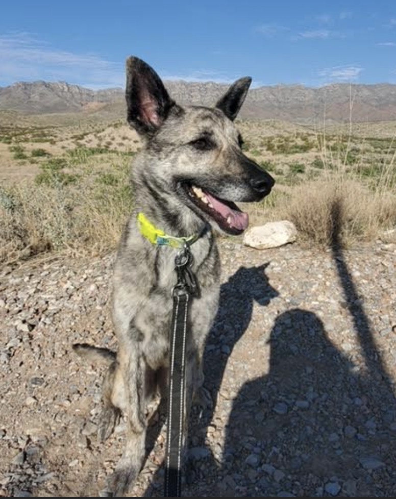 River, an adoptable Shepherd, Australian Cattle Dog / Blue Heeler in Williamsburg, NM, 87942 | Photo Image 4
