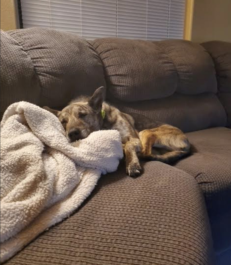 River, an adoptable Shepherd, Australian Cattle Dog / Blue Heeler in Williamsburg, NM, 87942 | Photo Image 6