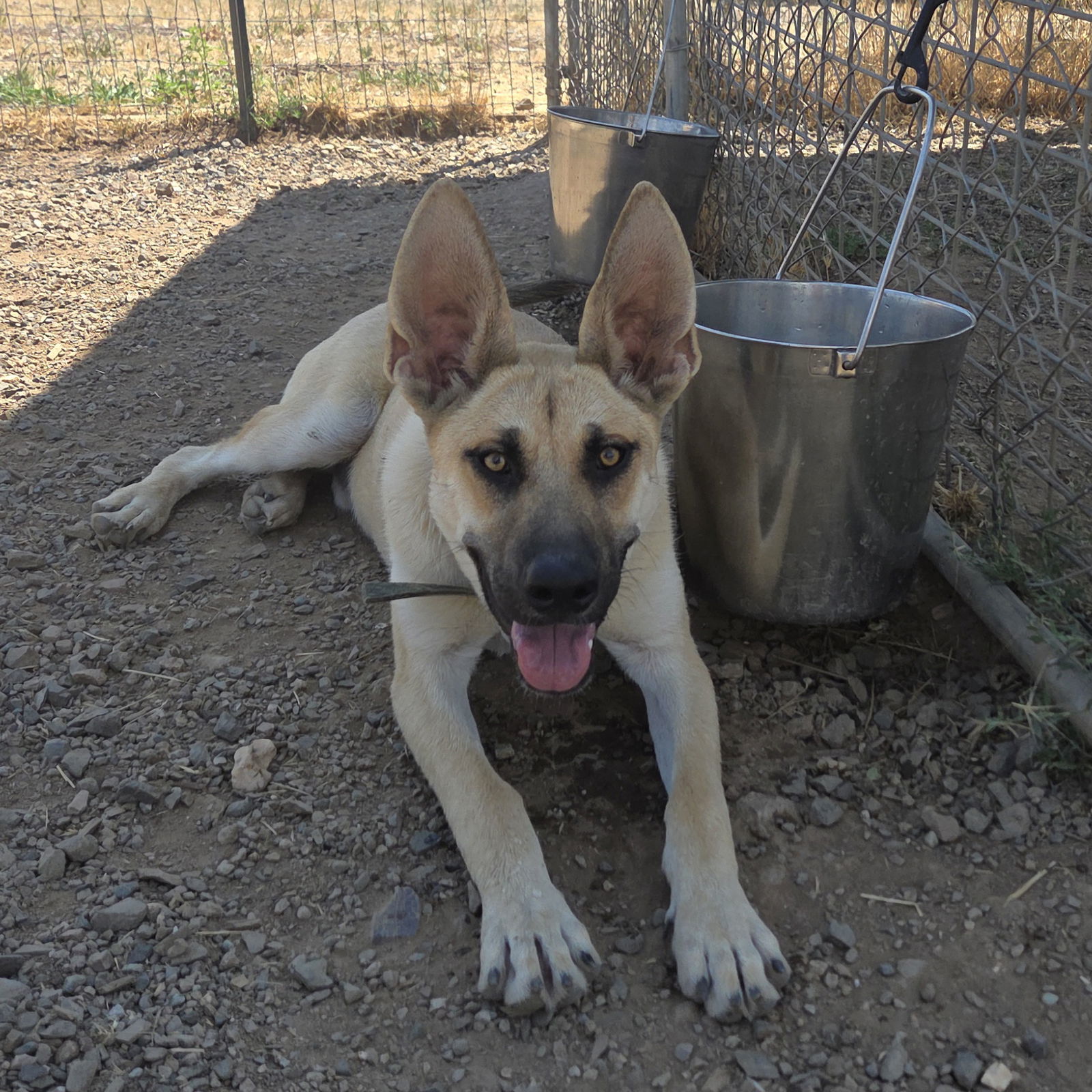 Moby, an adoptable Rhodesian Ridgeback, Belgian Shepherd / Sheepdog in Yreka, CA, 96097 | Photo Image 1