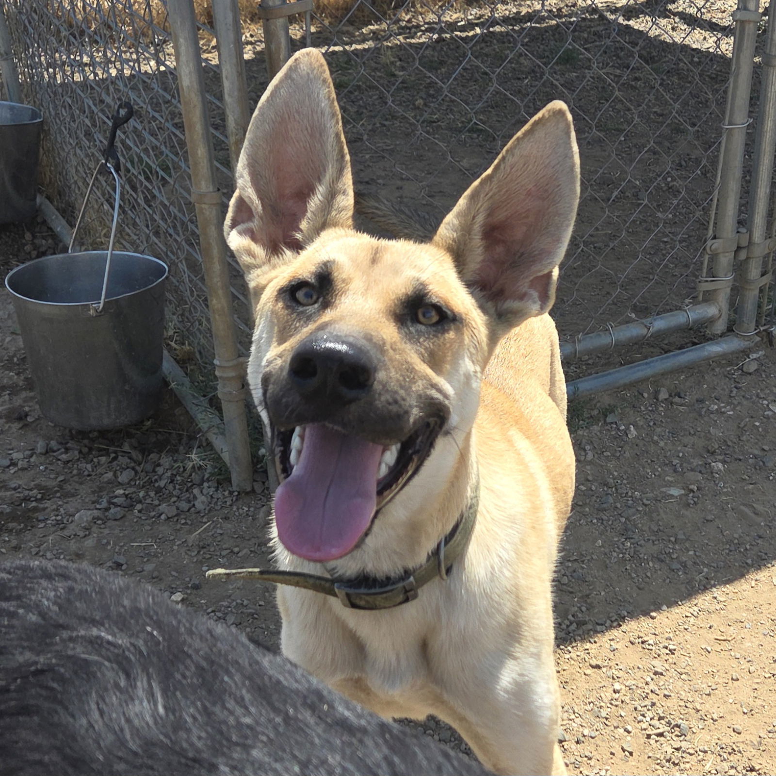 Moby, an adoptable Rhodesian Ridgeback, Belgian Shepherd / Sheepdog in Yreka, CA, 96097 | Photo Image 2