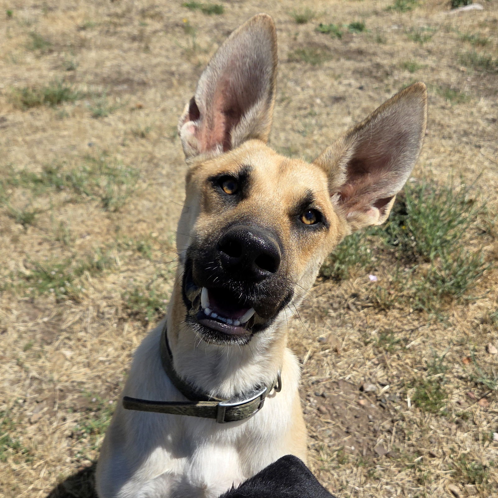 Moby, an adoptable Rhodesian Ridgeback, Belgian Shepherd / Sheepdog in Yreka, CA, 96097 | Photo Image 2