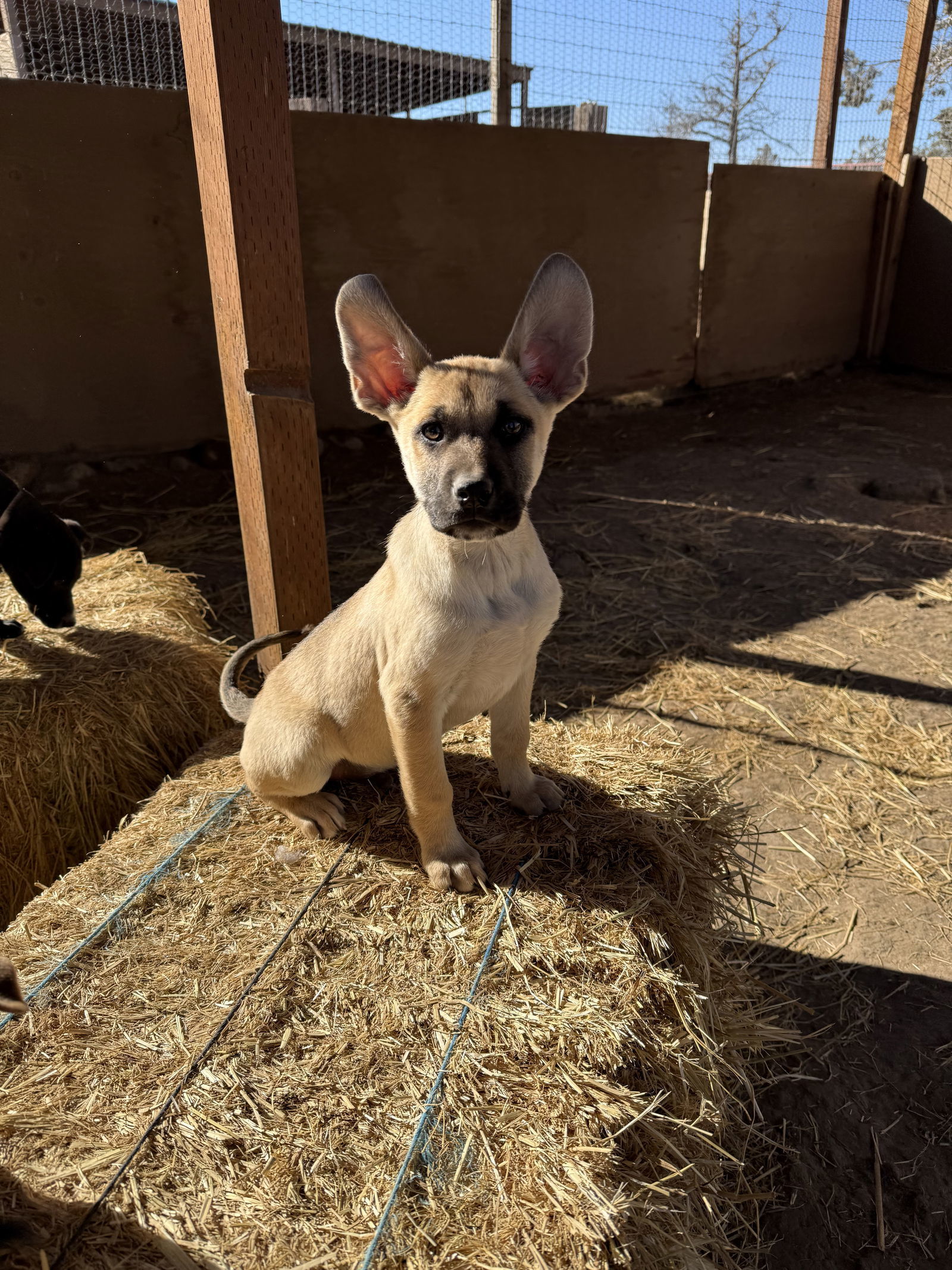 Moby, an adoptable Rhodesian Ridgeback, Belgian Shepherd / Sheepdog in Yreka, CA, 96097 | Photo Image 3
