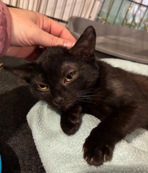 Ramona (aka Celeste 3), Baby Female Domestic Short Hair