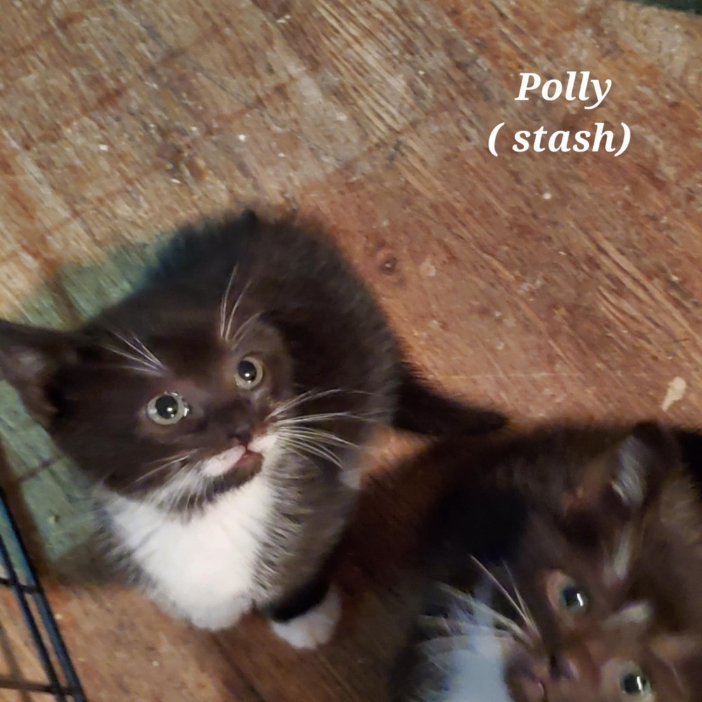 Polly