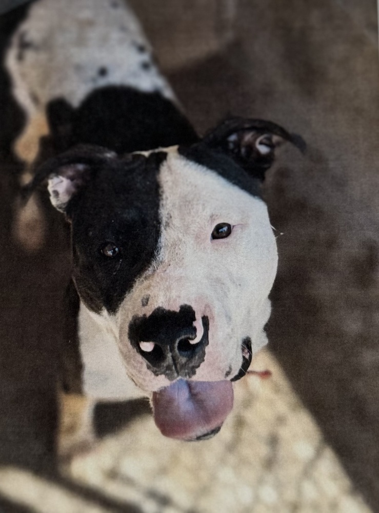 Clarabelle