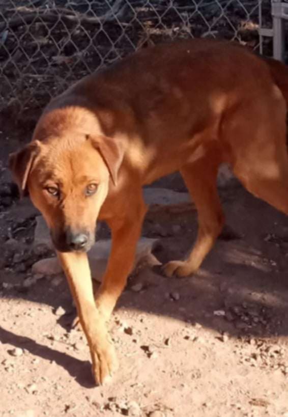 Copper (Courtesy post)