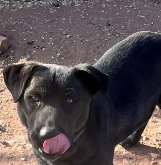 Bear (Courtesy post has brother Tip)