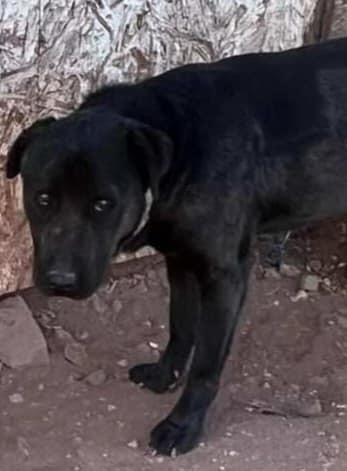 Bear (Courtesy post has brother Tip)