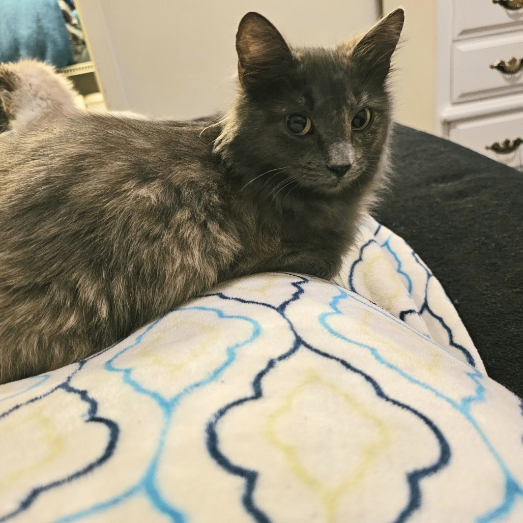 Delphine, an adoptable Domestic Medium Hair in Fort Collins, CO, 80524 | Photo Image 1