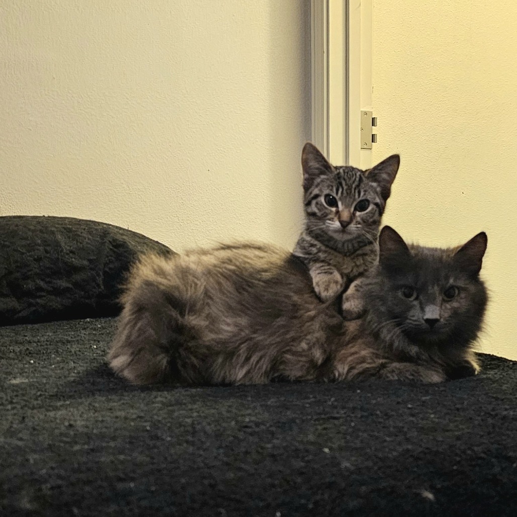 Delphine, an adoptable Domestic Medium Hair in Fort Collins, CO, 80524 | Photo Image 4