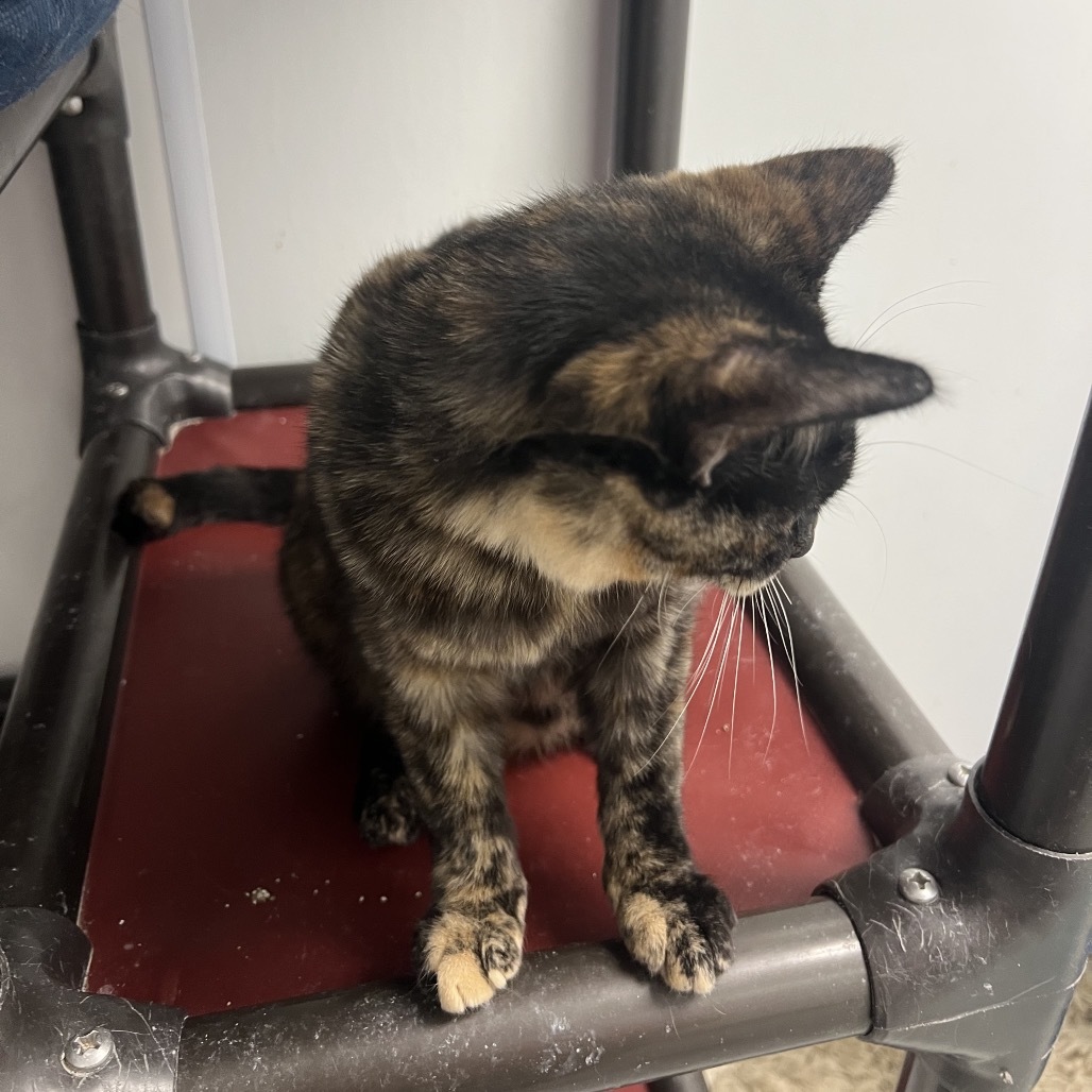 Maggie, an adoptable Domestic Short Hair in Carroll, IA, 51401 | Photo Image 1