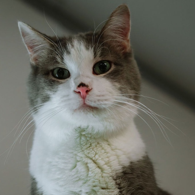Greyson, an adoptable Domestic Short Hair in Carroll, IA, 51401 | Photo Image 1