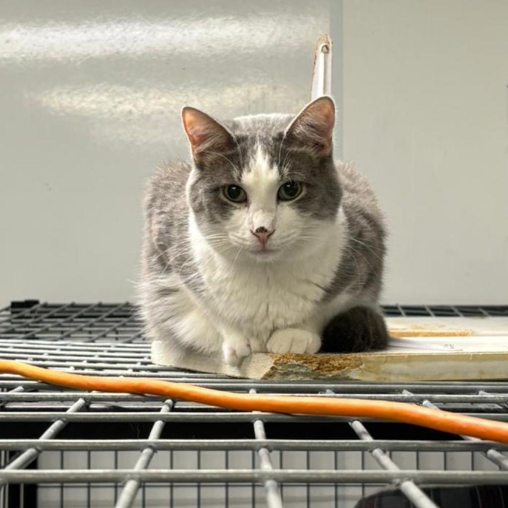 Greyson, an adoptable Domestic Short Hair in Carroll, IA, 51401 | Photo Image 2