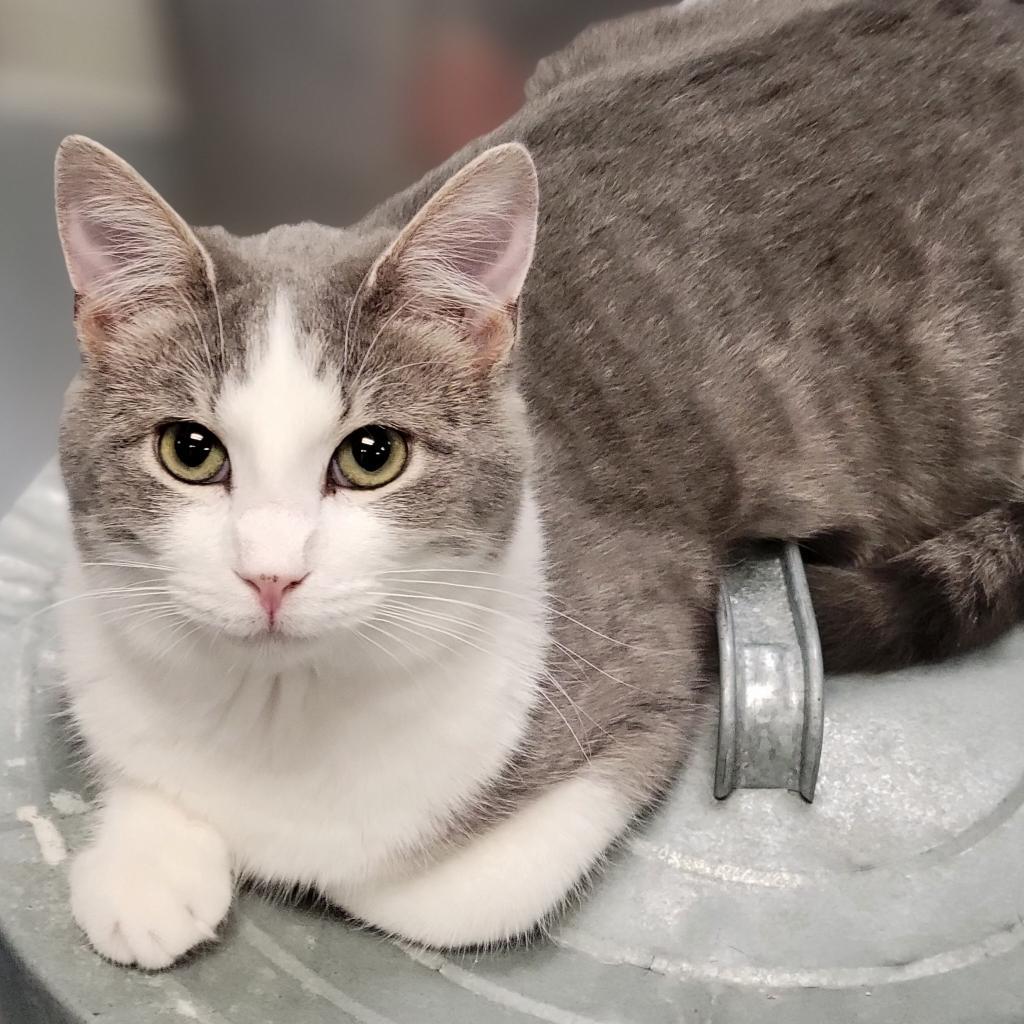 Greyson, an adoptable Domestic Short Hair in Carroll, IA, 51401 | Photo Image 4