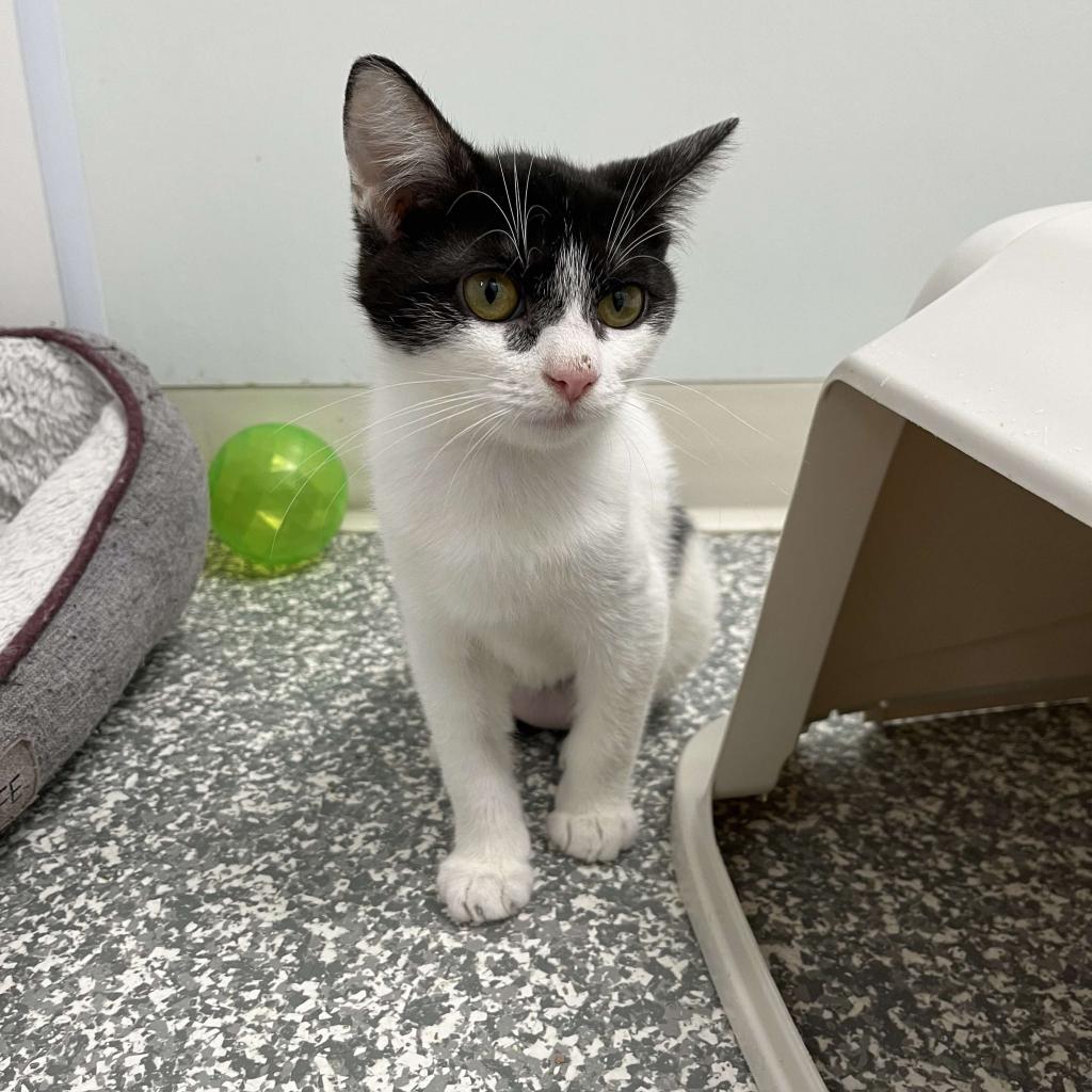 Olive, an adoptable Domestic Short Hair in Carroll, IA, 51401 | Photo Image 2