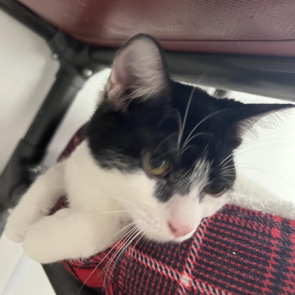 Olive, an adoptable Domestic Short Hair in Carroll, IA, 51401 | Photo Image 3