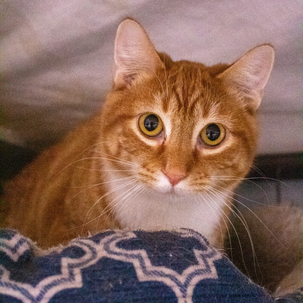 Newton, an adoptable Domestic Short Hair in Carroll, IA, 51401 | Photo Image 1