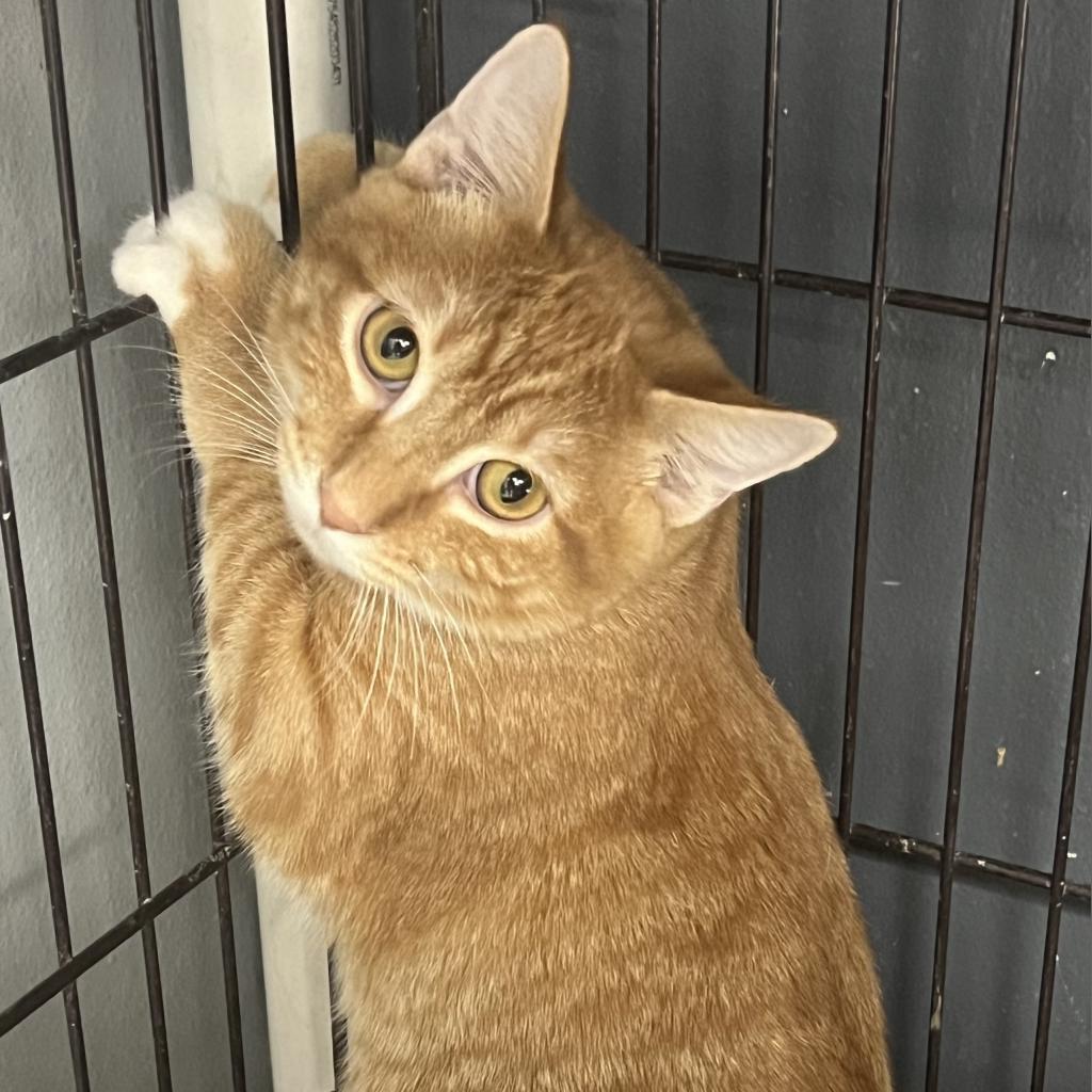 Newton, an adoptable Domestic Short Hair in Carroll, IA, 51401 | Photo Image 2