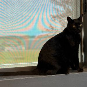 Binx, Senior Male unknown