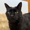 Binx photo 3