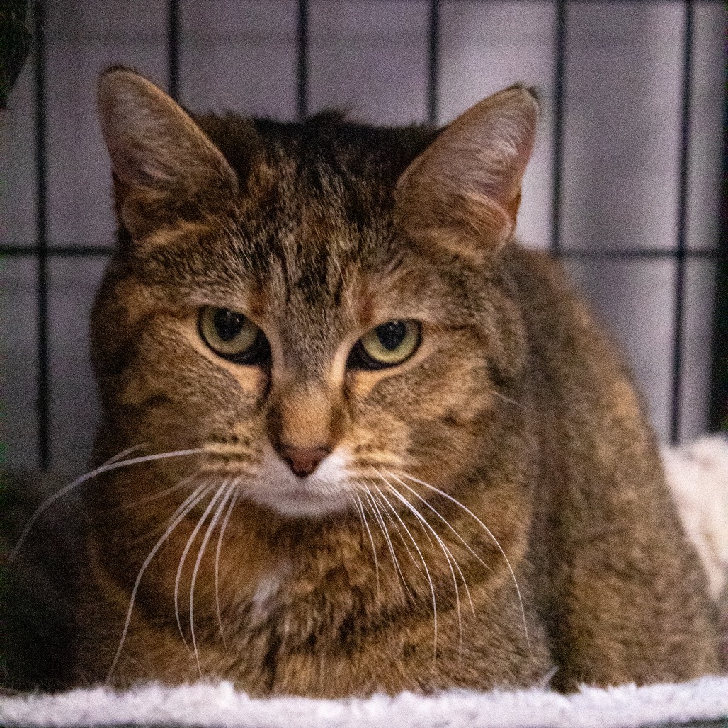Ginger, an adoptable Domestic Short Hair in Carroll, IA, 51401 | Photo Image 1
