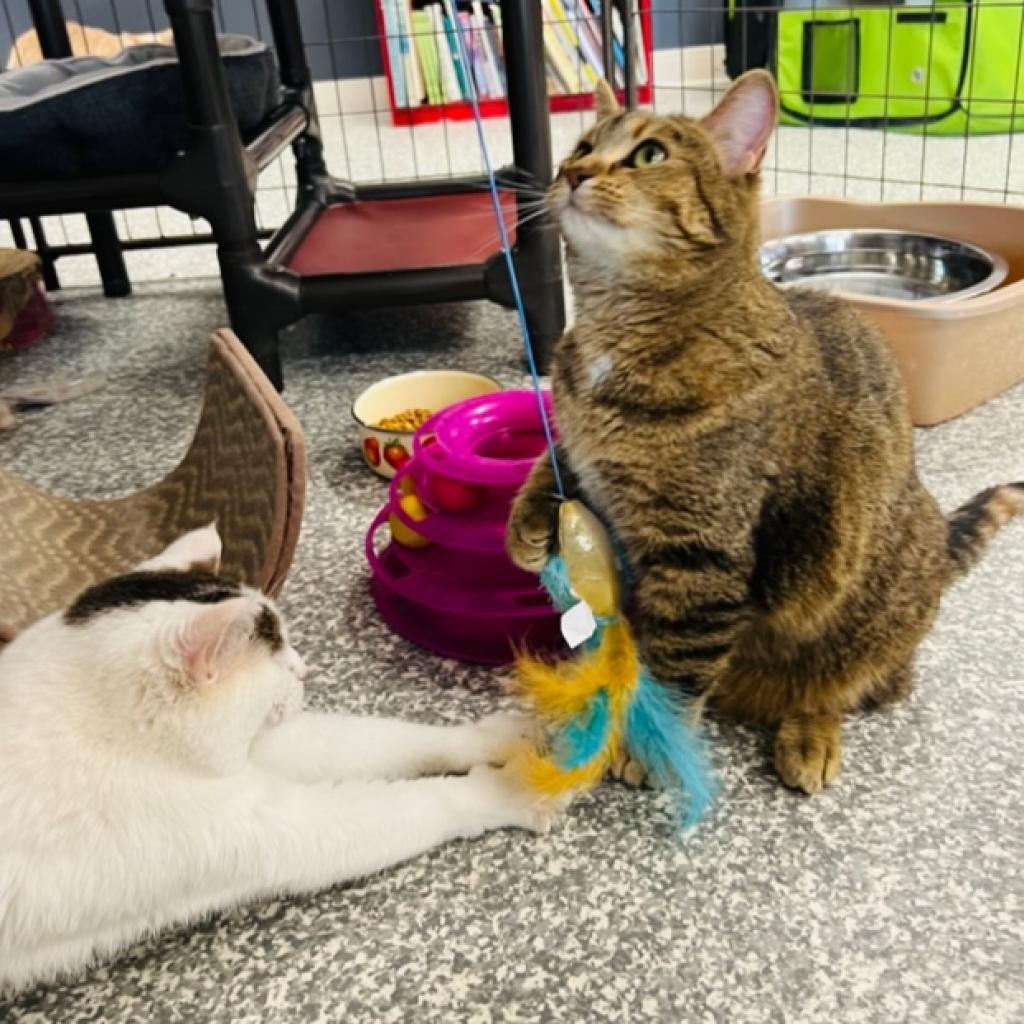 Ginger, an adoptable Domestic Short Hair in Carroll, IA, 51401 | Photo Image 3