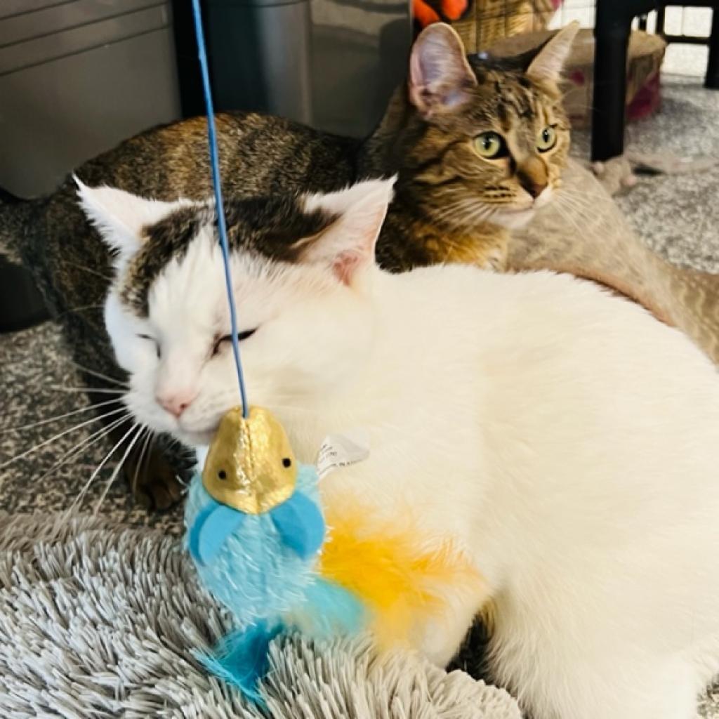 Ginger, an adoptable Domestic Short Hair in Carroll, IA, 51401 | Photo Image 4