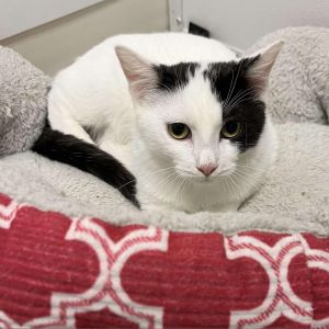 Boo, Young Male Domestic Short Hair