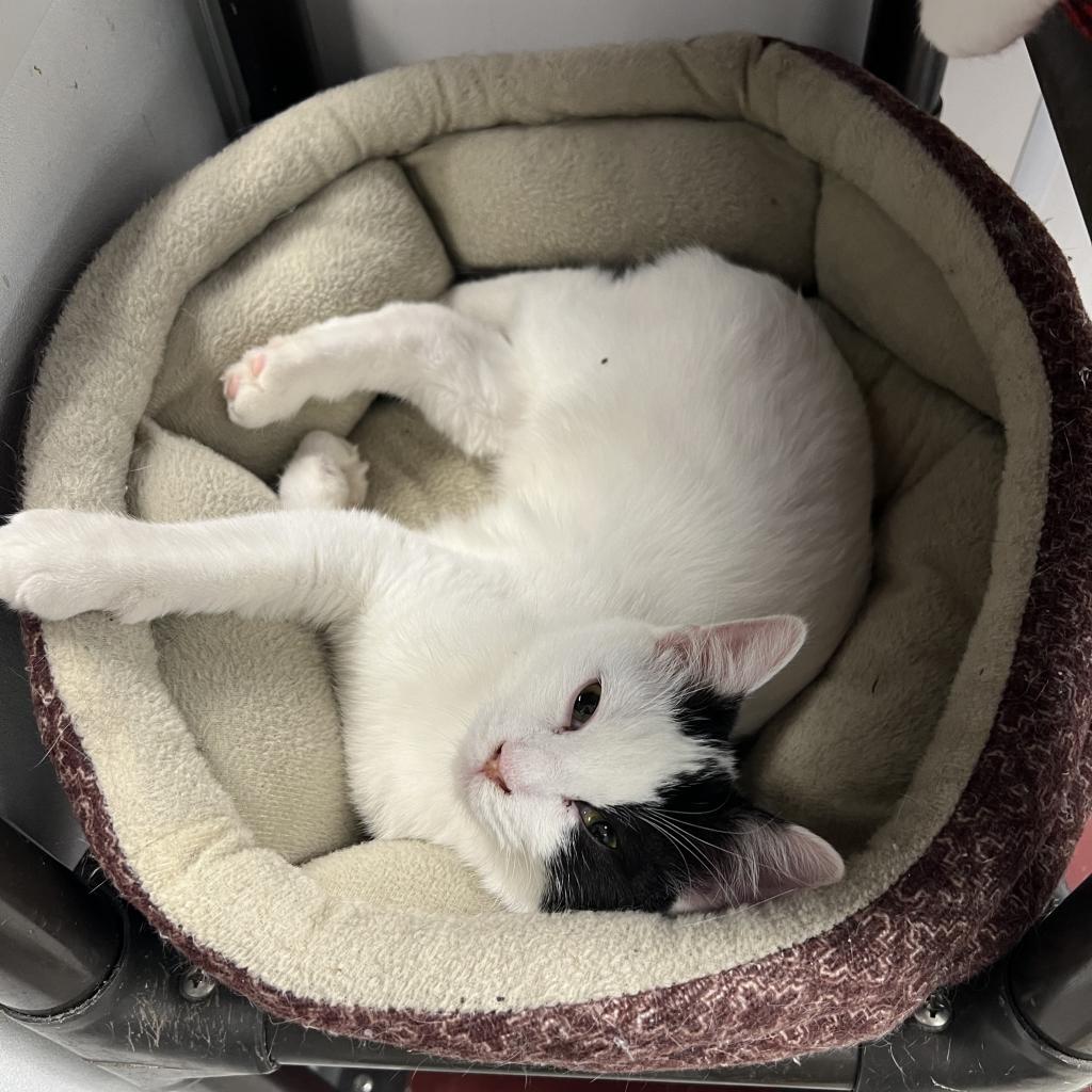 Boo, an adoptable Domestic Short Hair in Carroll, IA, 51401 | Photo Image 3