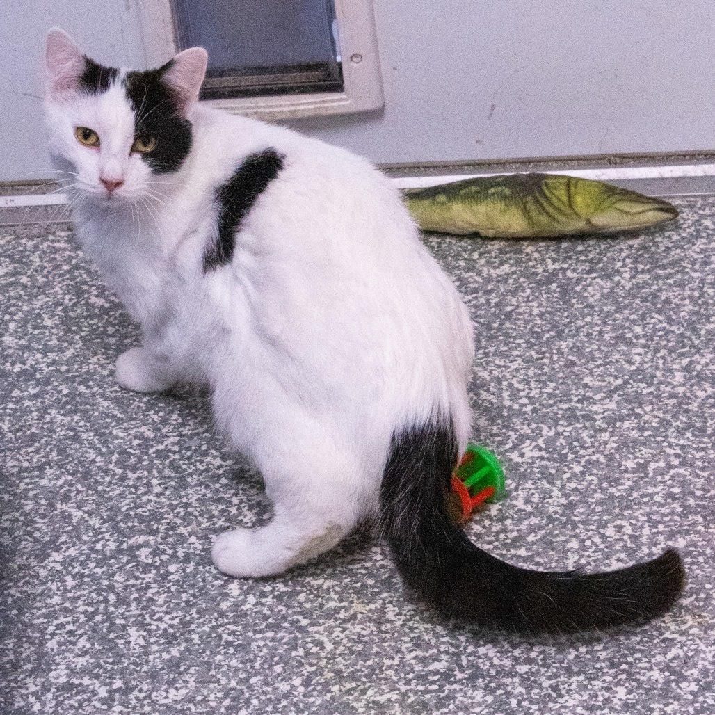 Boo, an adoptable Domestic Short Hair in Carroll, IA, 51401 | Photo Image 4