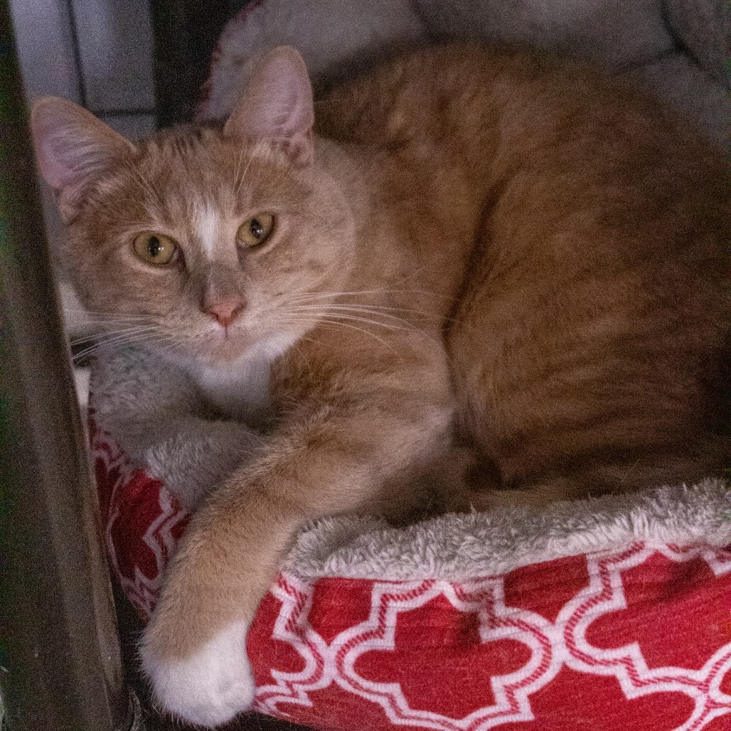 Percy, an adoptable Domestic Short Hair in Carroll, IA, 51401 | Photo Image 1