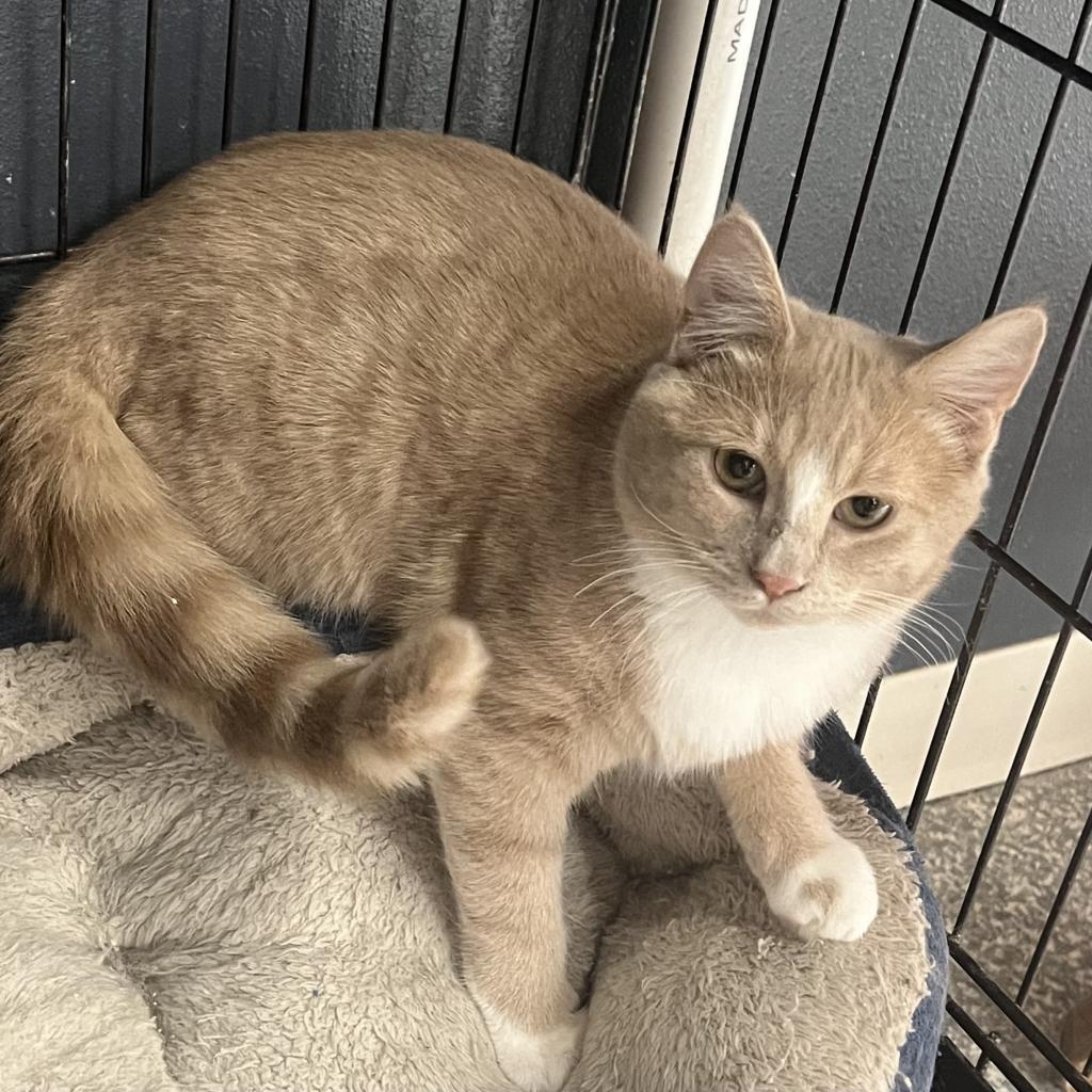 Percy, an adoptable Domestic Short Hair in Carroll, IA, 51401 | Photo Image 2