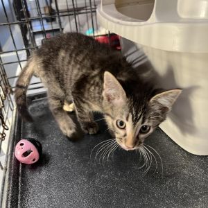 Louie, Young Male unknown