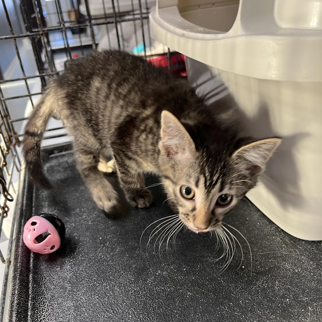 Louie, an adoptable Domestic Short Hair in Carroll, IA, 51401 | Photo Image 2