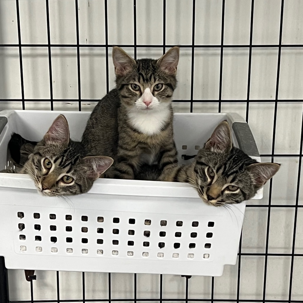 Louie, an adoptable Domestic Short Hair in Carroll, IA, 51401 | Photo Image 3
