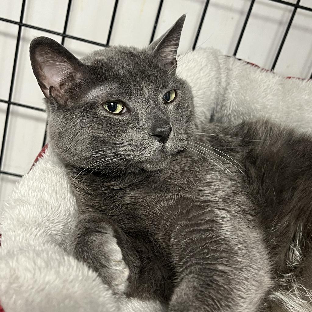 Bubs, an adoptable Domestic Short Hair, Russian Blue in Carroll, IA, 51401 | Photo Image 1