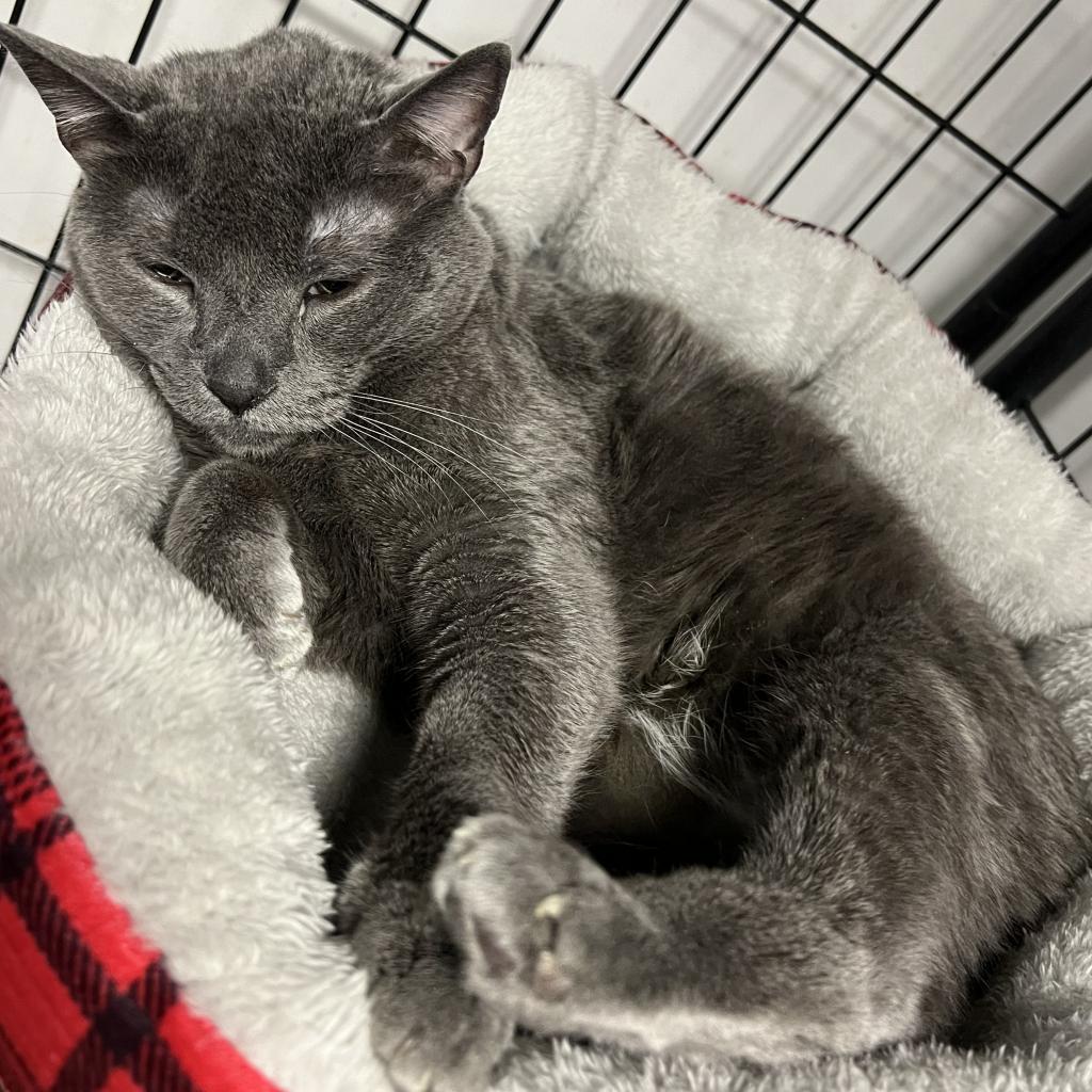 Bubs, an adoptable Domestic Short Hair, Russian Blue in Carroll, IA, 51401 | Photo Image 2