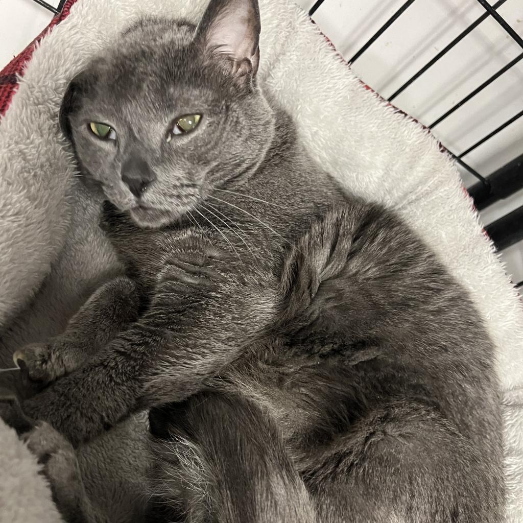 Bubs, an adoptable Domestic Short Hair, Russian Blue in Carroll, IA, 51401 | Photo Image 3