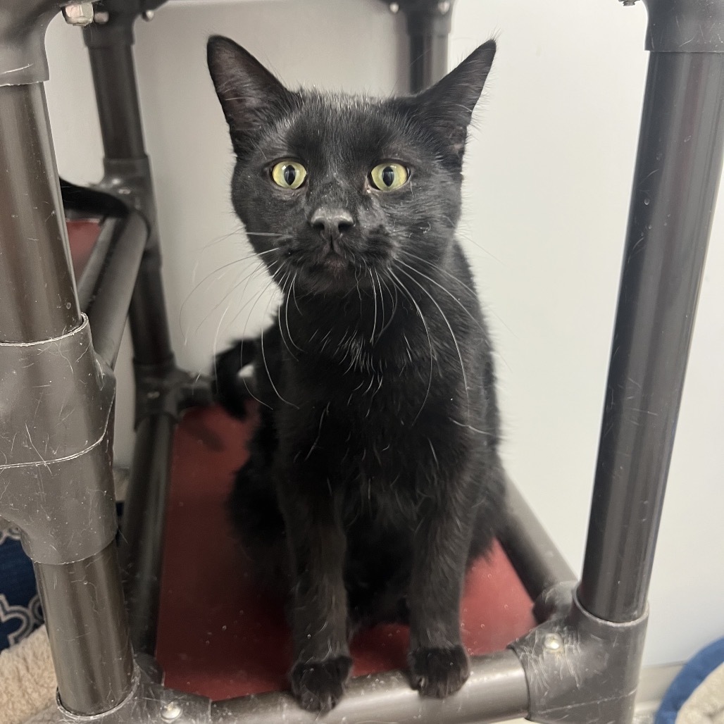 Jade, an adoptable Domestic Short Hair in Carroll, IA, 51401 | Photo Image 1